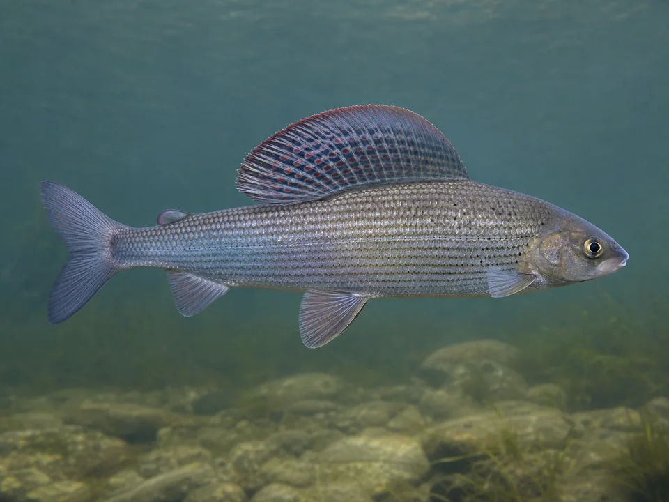 Harr (Thymallus thymallus)