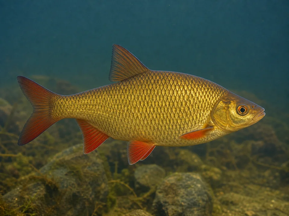 Sarv (Scardinius erythrophthalmus)