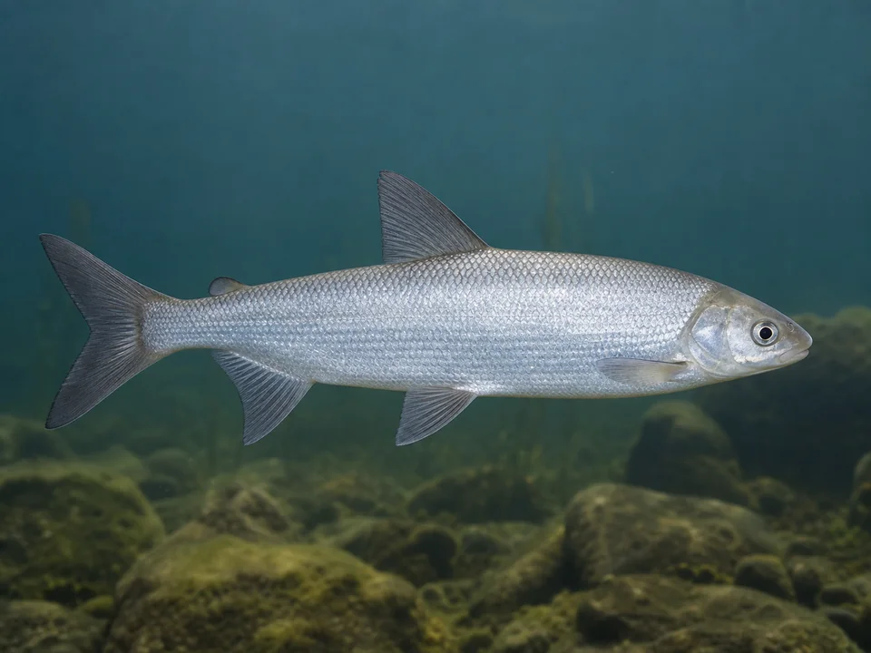 Sik (Coregonus lavaretus)