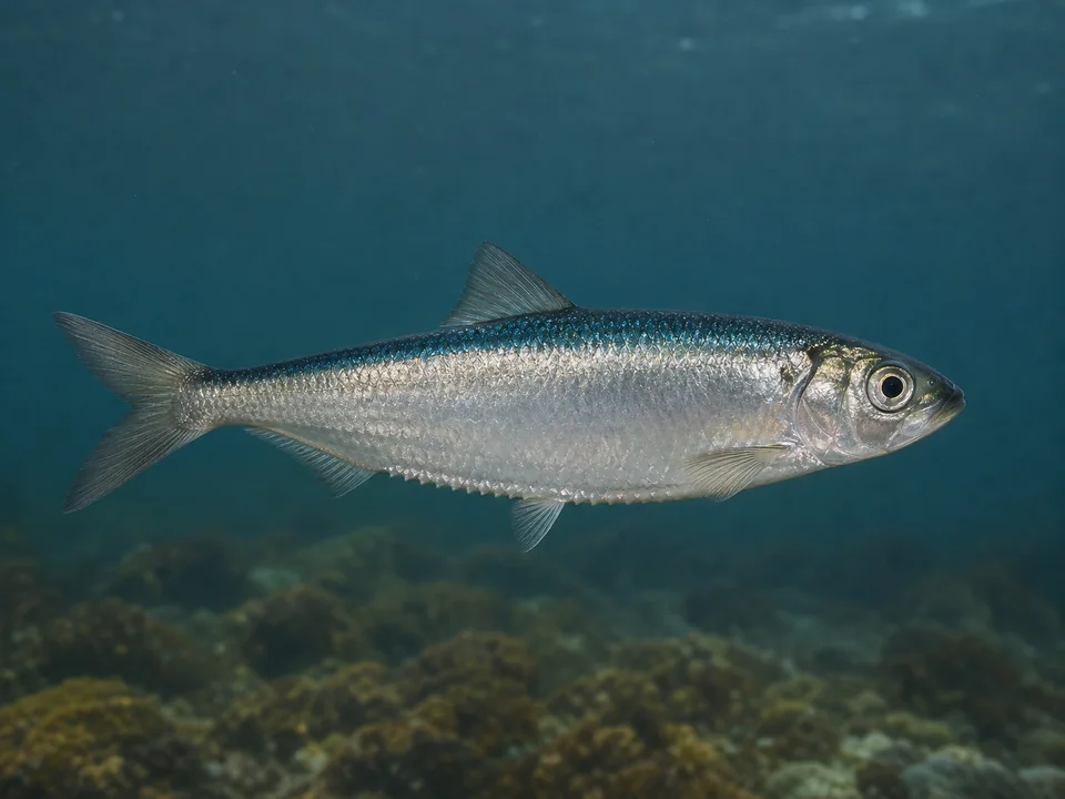 Skarpsill (Sprattus sprattus)