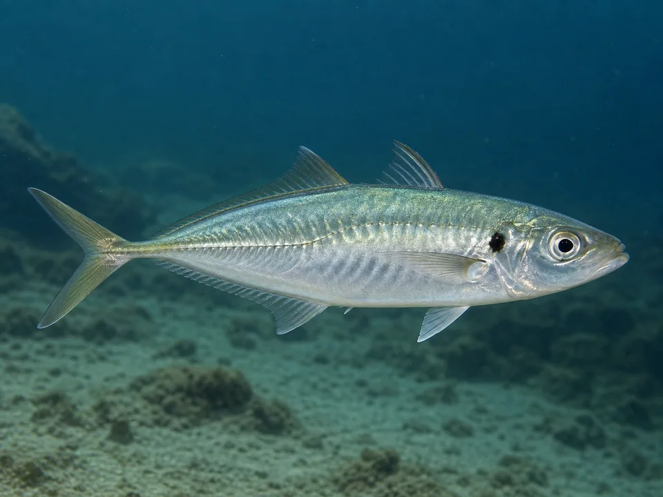 Taggmakrill (Trachurus trachurus)