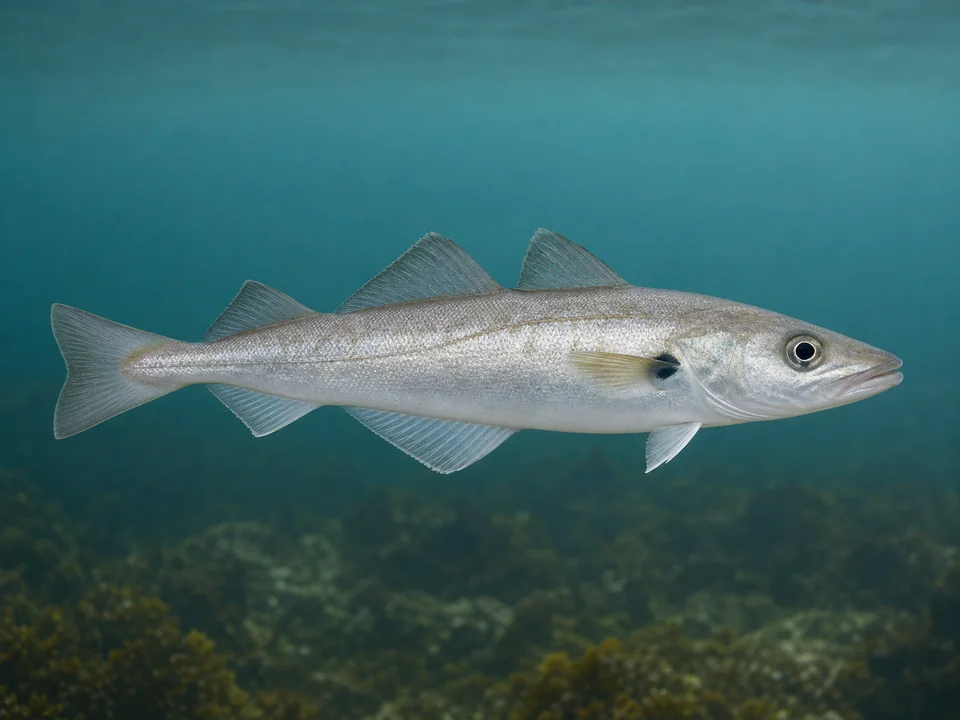 Vitling (Merlangius merlangus)